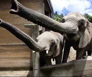 Elephants - Matecaña Zoo Source:  flickr.com by Triangulo del Cafe