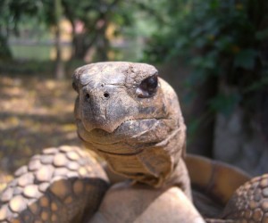 Ocarros Bio park  - Turtle Source: wikimedia.org By: Philipp Weigell